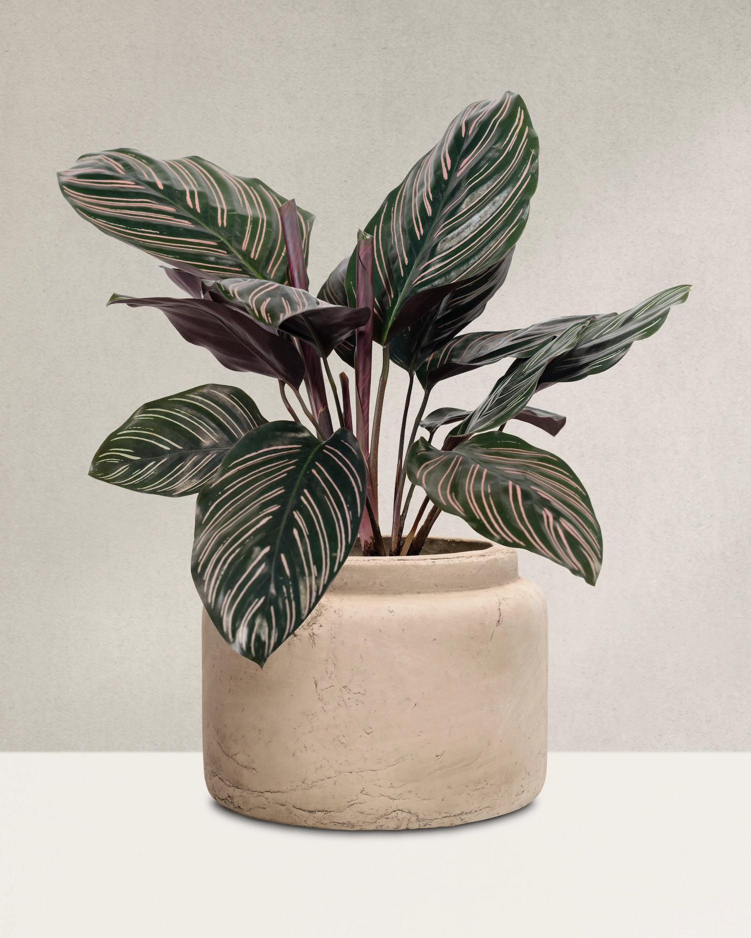 Fiddle leaf fig tree in terracotta pot with large glossy leaves