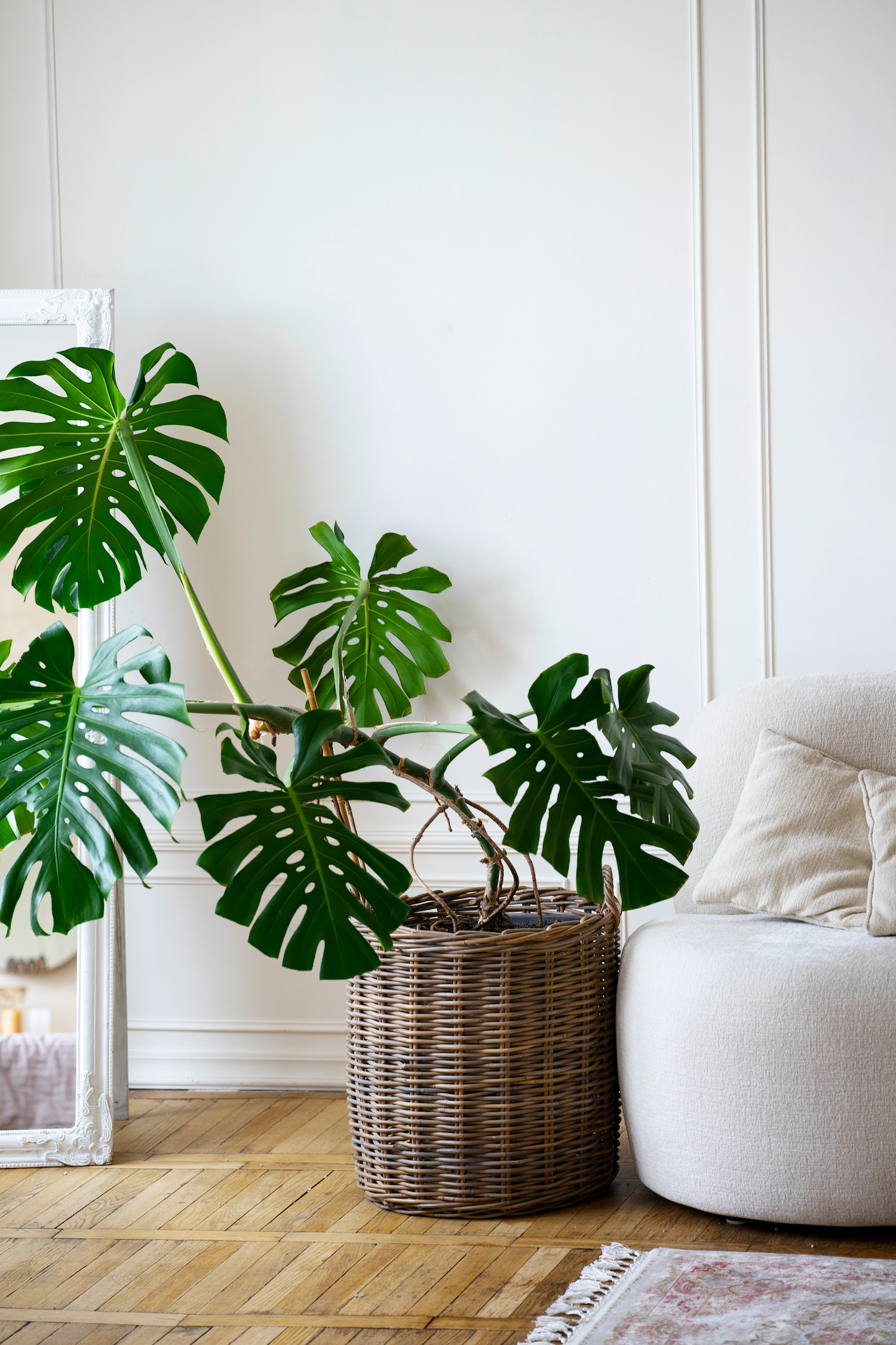 Monstera deliciosa plant with large split leaves in modern interior
